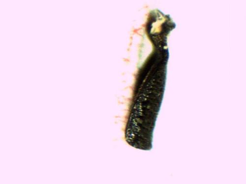 Réf. 262 171 : Aglaoapis tridentata